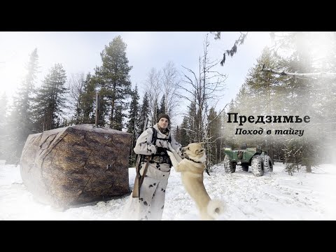 Видео: Охота с лайкой. Поход в лес в ноябре.