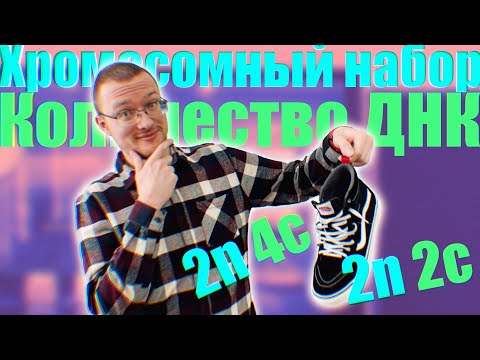 Видео: Хромосомный набор (n) | Количество молекул ДНК (c) 🧬 Понятный разбор