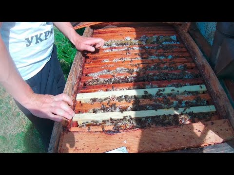 Видео: Покинута пасіка Медом залили все 🍯🍯🍯