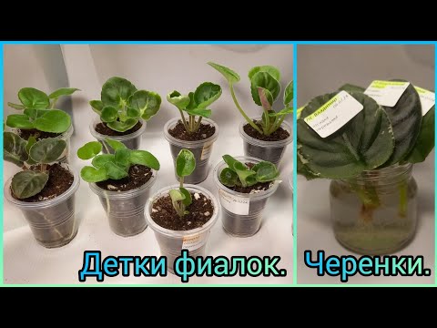 Видео: Рассадка деток фиалок. Черенки- из воды в грунт.