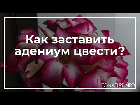 Видео: Как заставить адениум цвести? | toNature.Info