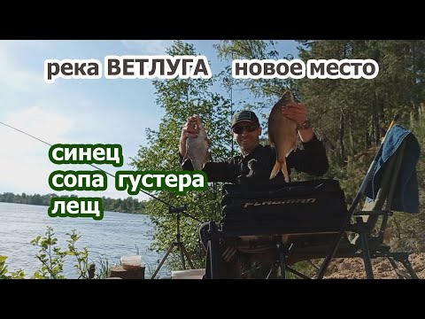 Видео: ЛЕЩ, СИНЕЦ, СОПА, ГУСТЕРА  РЫБАЛКА С НОЧЕВОЙ РЕКА ВЕТЛУГА УРОЧИЩЕ МЕЛКОВКА