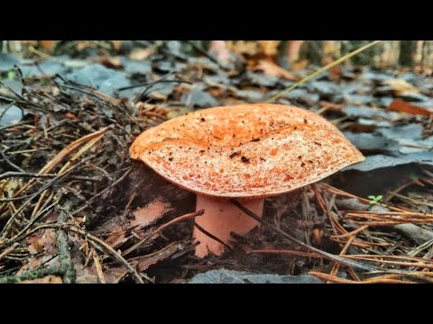 Видео: УДАЧНО ВЫБРАЛСЯ В ЛЕС!! Массовый сбор грибов в МОРОЗ!!! Сбор грибов