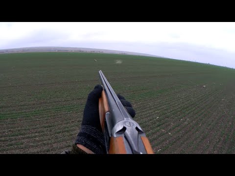 Видео: Охота на зайца. Нашёл самого бесстрашного зайца в поле.