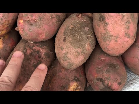Видео: ОПТОМ. САМАРҚАНД. БОЗОР. ҚАРШИ. КУРУГ. КАРТОШКА. ПИЁЗ. УЗУМ. КАРОМ. ОЛМА. АНОР ПАМИДОР. БОДИРИНГ🔥👍👈