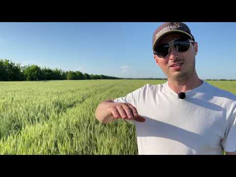Видео: Пшеница 🌾 очень хорошо себя чувствует не смотря на засуху!!!@asperepelitsa
