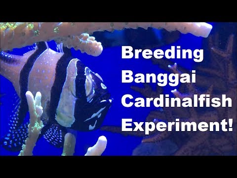 Видео: Эксперимент по разведению рыб-кардиналов бангай! Часть 1