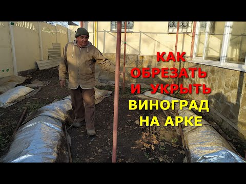 Видео: КАК ОБРЕЗАТЬ И УКРЫТЬ ОГРОМНЫЙ КУСТ ВИНОГРАДА НА АРКЕ