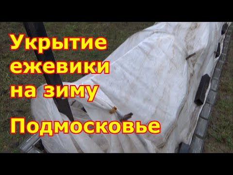 Видео: Укрываю ежевику на зиму, как укрыть и не сломать побеги. Подготовка к зиме ежевики Подмосковье.