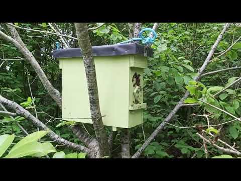 Видео: Сработала ПЧЕЛИНАЯ ловушка