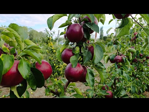 Видео: Яблоня Моди (Modi)