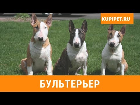 Видео: БУЛЬТЕРЬЕР ВСЕ О ПОРОДЕ. ИНТЕРЕСНЫЕ ФАКТЫ