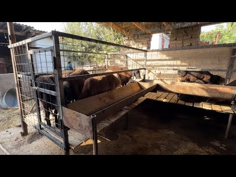 Видео: ГУСФАНД ХОНА ОГИЛ АЗ НОЛ ЧАНСУМ РАСХОД ШУД 11 метр ба усто чансум грифт 20 августа 2025 г.