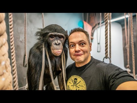 Видео: Невероятная Правда о Предпочтениях Шимпанзе в Играх