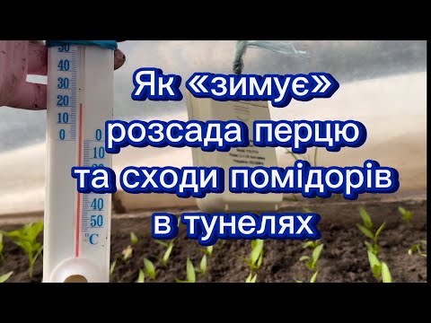 Видео: Вирощування розсади в тунелях в мороз. Огляд рослин.