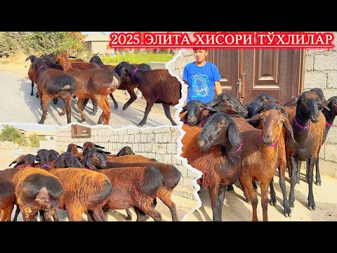 Видео: САРАЛАНГАН ҚЎЙ ҚЎЧҚОРЛАРДАН ТУШГАН ЭЛИТАЛА ТЎХЛИЛАР