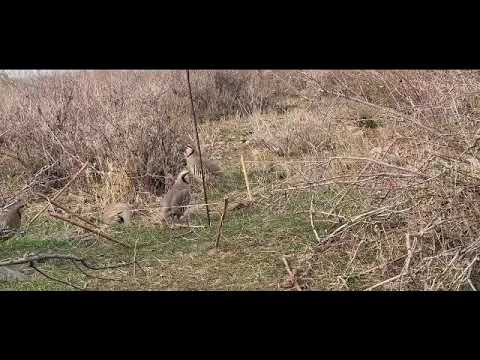 Видео: 1 ноября 2025 г.