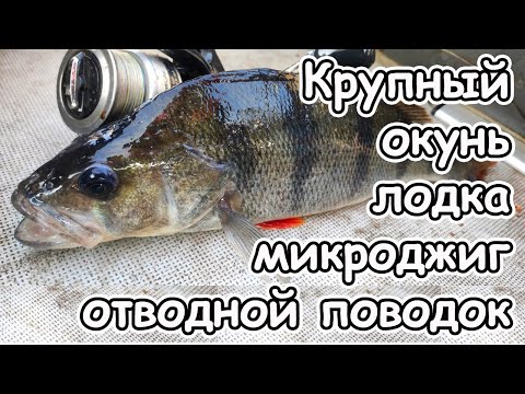 Видео: Осенняя рыбалка на окуня на микроджиг и отводной поводок с лодки