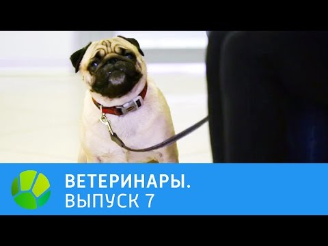 Видео: Ветеринары. Ферма по разведению насекомых, пёс начал хромать, у кошки перелом рёбер | Живая Планета