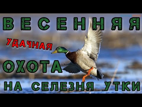 Видео: УДАЧНАЯ ВЕСЕННЯЯ ОХОТА НА СЕЛЕЗНЯ УТКИ Охота с подсадной уткой Махокрыл mojo Скрадок North Way Дубль