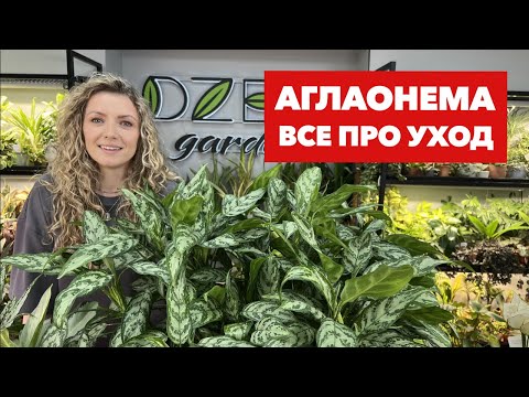 Видео: Аглаонема » Основные правила ухода за аглаонемой