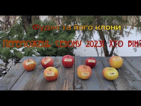 Видео: Фуджі та його клони.Урожай 2023р.Визначення найкращих.