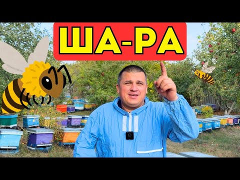 Видео: Шара 🐝 Мед опт 60 🍯Виставка 🙃 Витопка Воску ✅