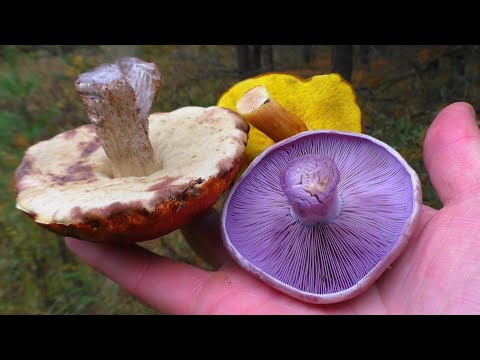 Видео: ГРИБНЫЕ НОВОСТИ! При желании можно найти ЛЕСНЫЕ ГРИБЫ!