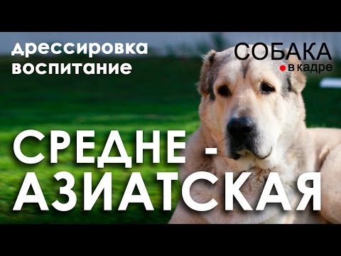 Видео: Среднеазиатская овчарка. Дрессировка и воспитание.