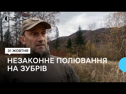 Видео: На Львівщині незаконно вполювали двох червонокнижних зубрів: в поліції відкрили кримінальну справу