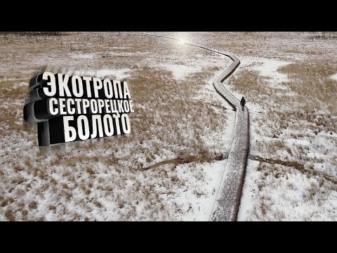 Видео: Экотропа Сестрорецкое болото. Зима 2020