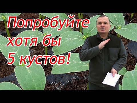 Видео: Идеальный огурец для выращивания на даче в открытом грунте!