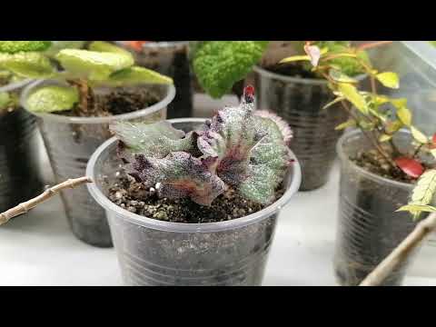 Видео: 14 июля 2025 г. Комнатные цветы в доме. Обзор стеллажа.