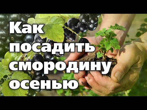 Видео: ОСЕННЯЯ ПОСАДКА СМОРОДИНЫ. Советы агронома