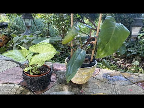 Видео: ПЕРЕСАДКА, ПЕРЕВАЛКА РАСТЕНИЙ.  А НАДО ЛИ ЭТО ДЕЛАТЬ?