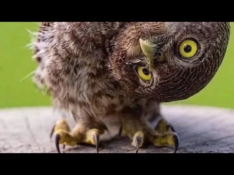 Видео: СП "В'язальна толока" Підсумки=вступ