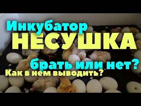 Видео: Инкубатор Несушка: стоит ли покупать? // Таблица инкубации // Честный обзор