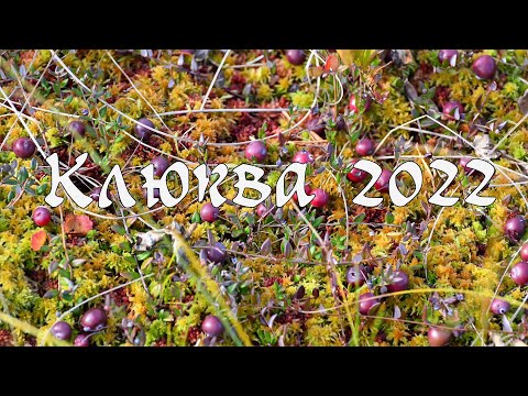 Видео: Клюква 2022 год. Сбор комбайном.