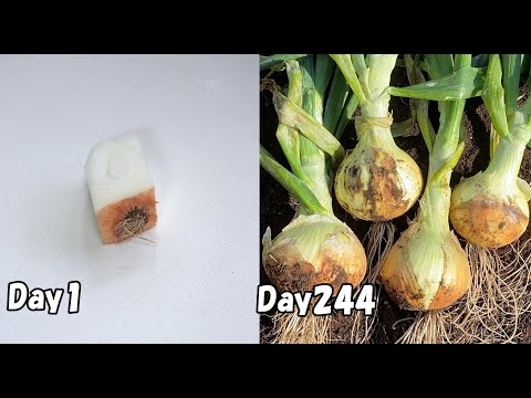 Видео: Как вырастить лук из кухонных отходов