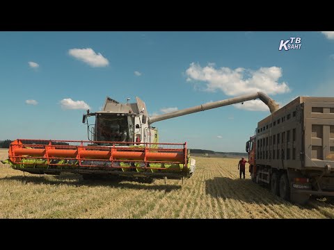 Видео: Уборочная 2023 в разгаре, подробности от первого лица. Зарайск