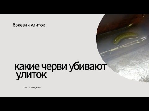 Видео: ахатины улитки ,что за черви и как бороться с ними ???