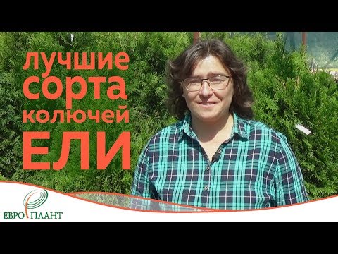 Видео: Ель - хит парад. Выпуск 2. Ель колючая