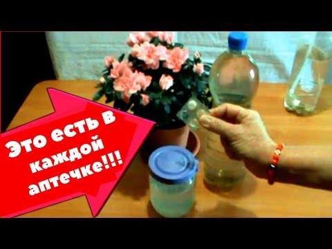 Видео: Маленькая хитрость которая сохранит пышное цветение Азалии на долго // Это есть в каждой аптечке //