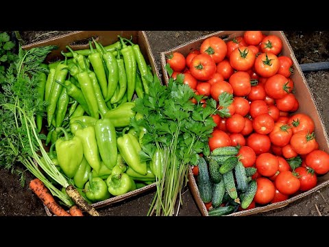 Видео: Գյուղացին Վայելում է Աշխատանքի պտուղները-Ջերմոց-Первый Урожай Тепличных помидоров  Шамшадин