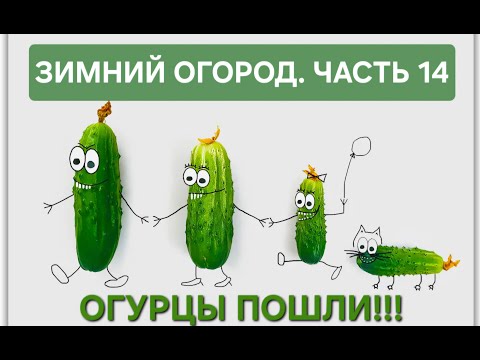 Видео: Зимний огород. Часть 14. Обзор по выращиванию ОГУРЦОВ в подвале! Освещение, сорта и объем горшков!
