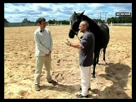 Видео: Конник. Большая редкость 09