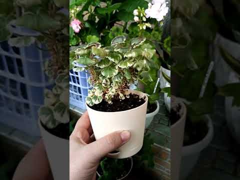 Видео: Экскалибур. Пестролистный малыш