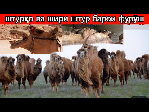 Видео: Парвариши штур 🇹🇯