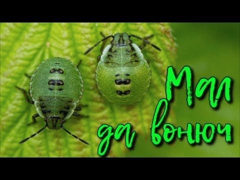 Видео: Мал да вонюч