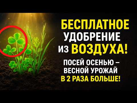 Видео: Секрет БЕСПЛАТНОГО удобрения из ВОЗДУХА. Просто посейте ЭТО осенью!